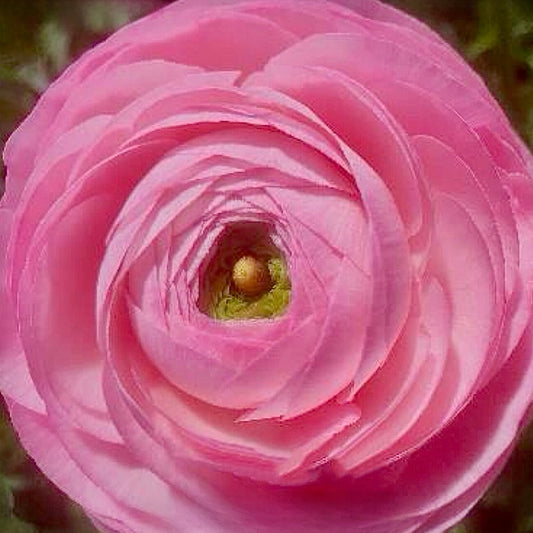 Ranunculus Clone Lollipop