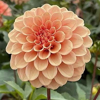 Dahlias - Decorative Varieties