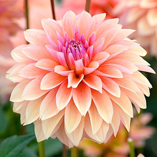 Dahlia Kick Off *NEW*