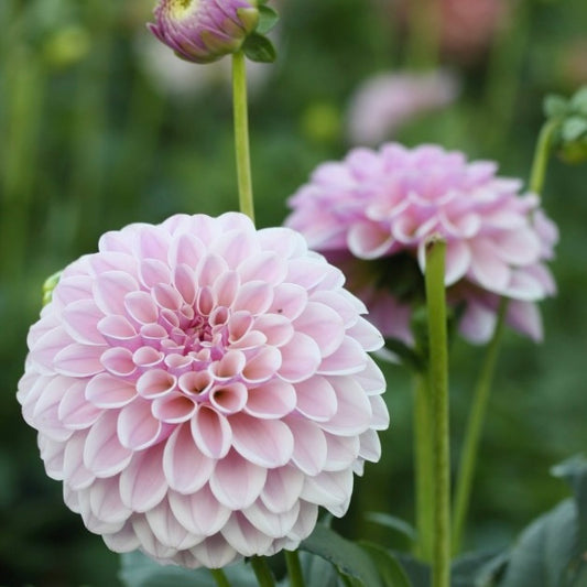 Dahlia Pink Silk *NEW*