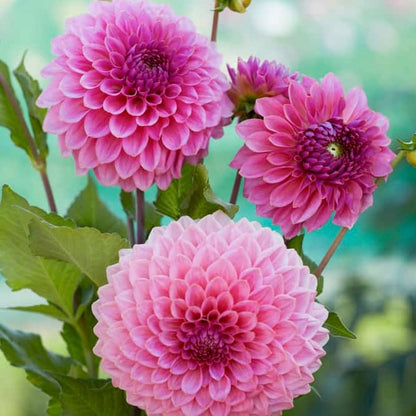 Dahlia Caravaggio *NEW*