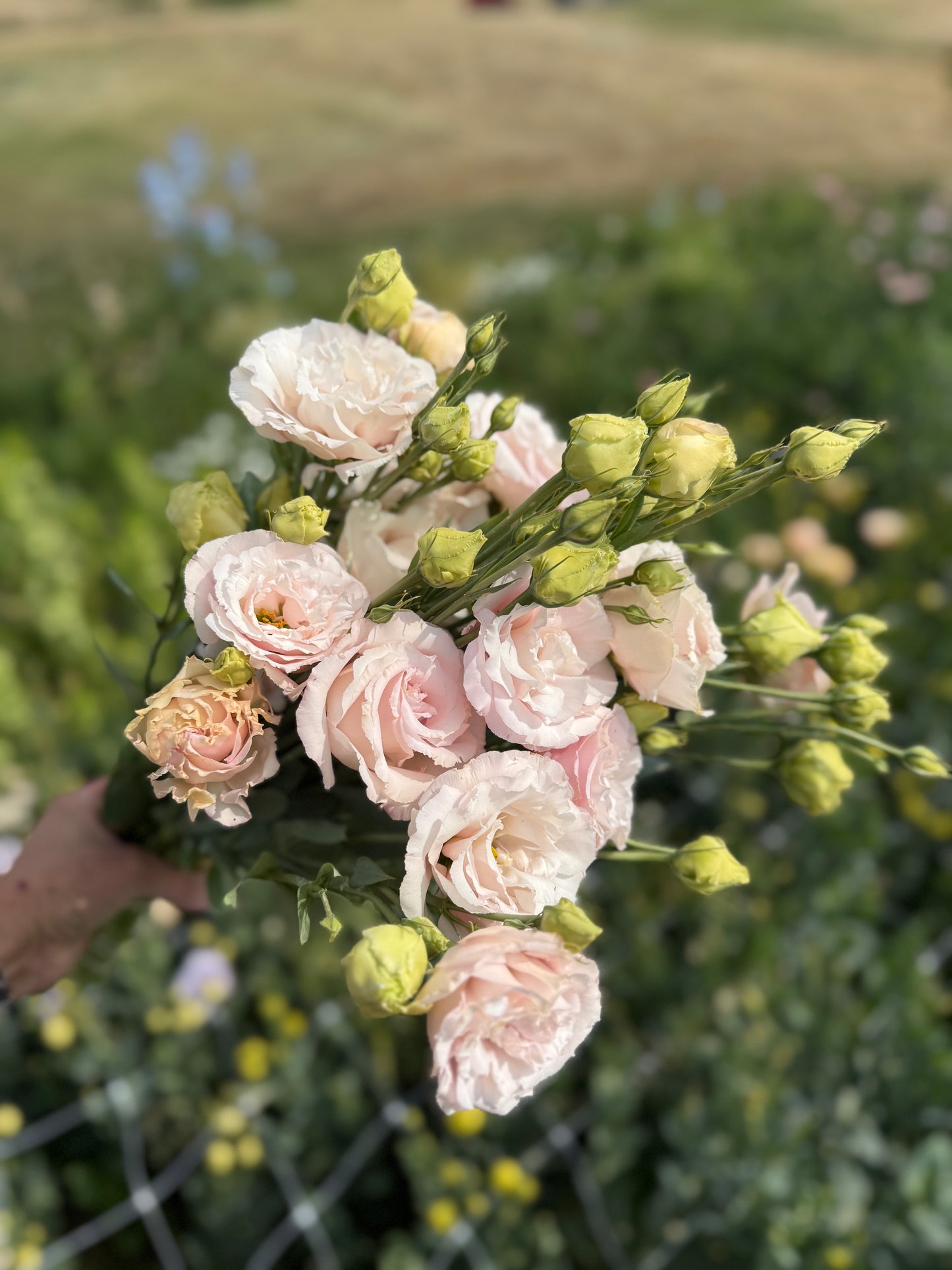 Lisianthus - Corelli 2 Pink