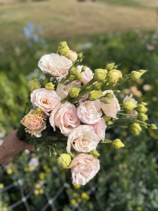 Lisianthus - Corelli 2 Pink