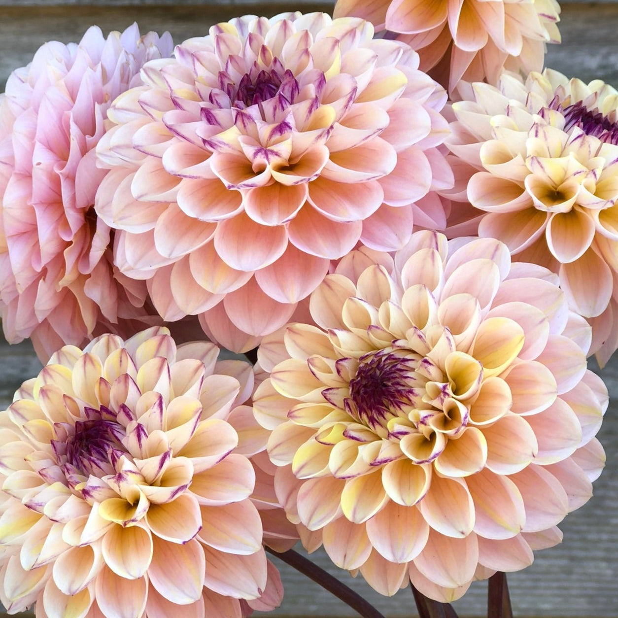 Dahlias - Ball Varieties
