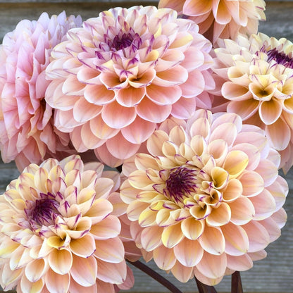 Dahlias - Ball Varieties