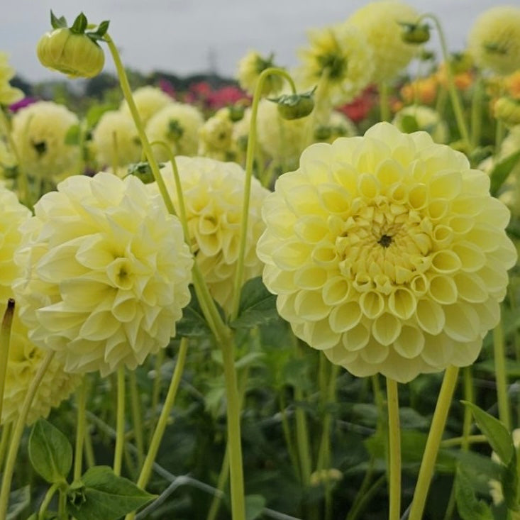 Dahlia Banana Baby *NEW*