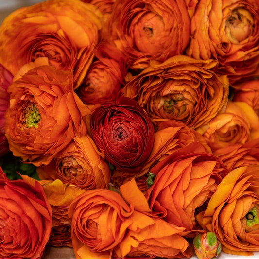 Ranunculus Orange