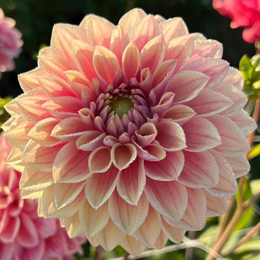 Dahlia Dusty Beauty *NEW*