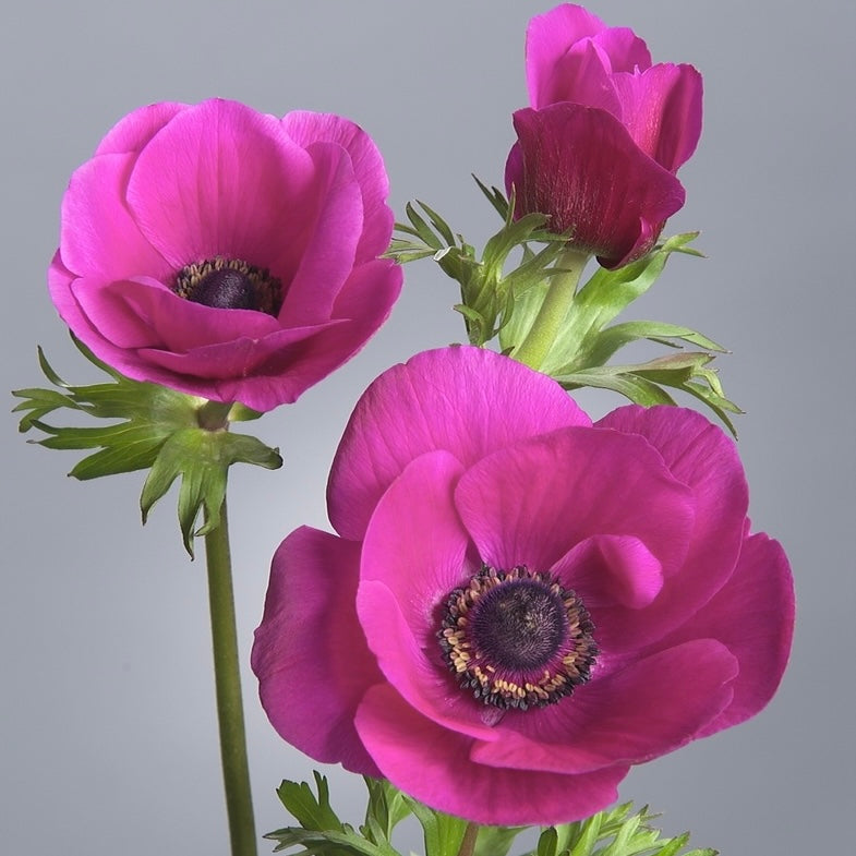 Anemone Pink