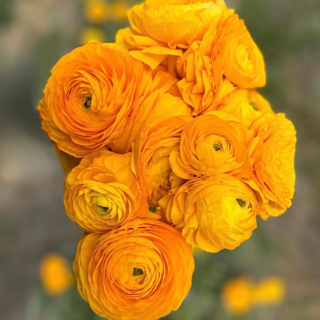 Ranunculus Yellow