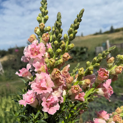 Snapdragon