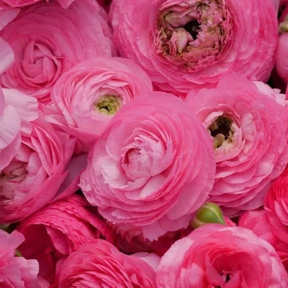 Ranunculus Barby