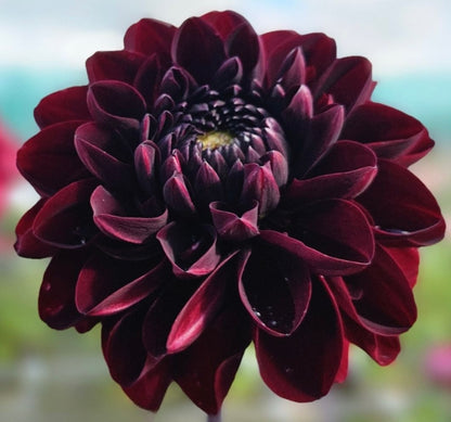 Dahlias - Decorative Varieties