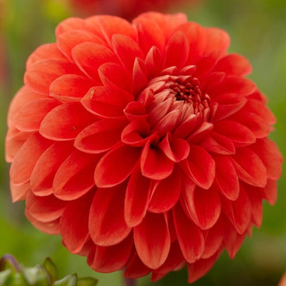 Dahlias - Decorative Varieties