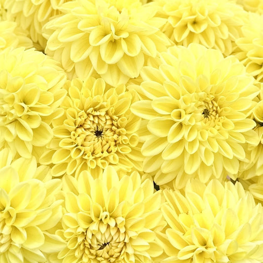 Dahlia Golden Eye *NEW*