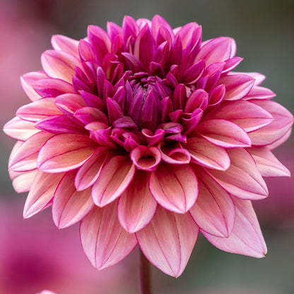 Dahlias - Decorative Varieties