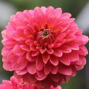 Dahlias - Decorative Varieties