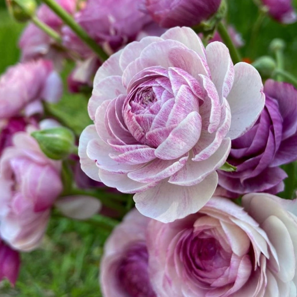 Ranunculus Purple Jean