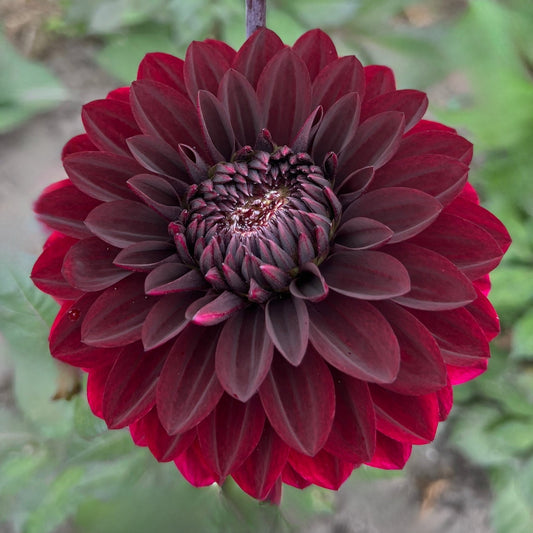 Dahlia Dark Destiny *NEW*