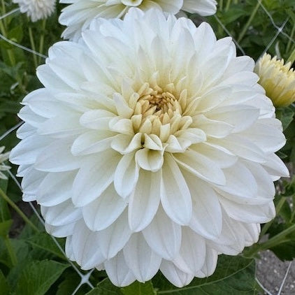 Dahlia Snow Cap *NEW*