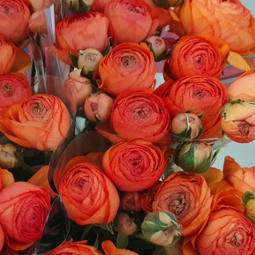 Ranunculus Romance™️ Paradou®️