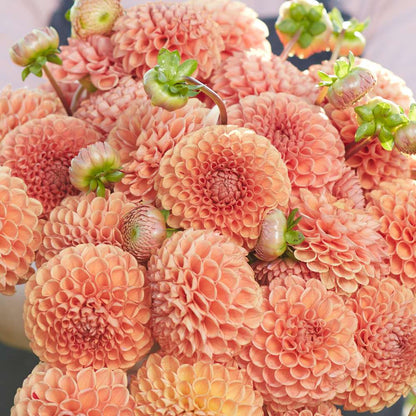 Dahlias - Ball Varieties