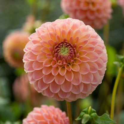 Dahlias - Ball Varieties