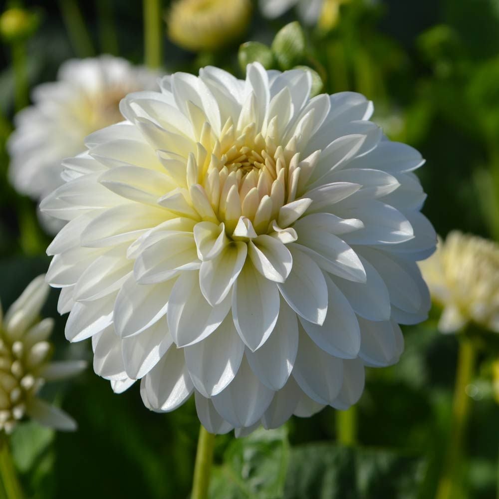Dahlias - Ball Varieties