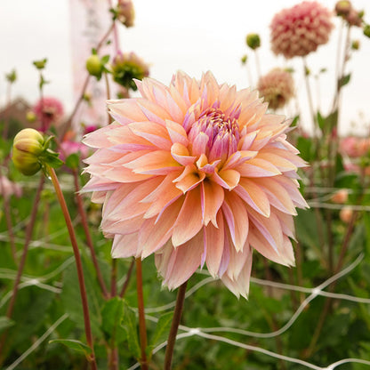 Dahlias - Decorative Varieties