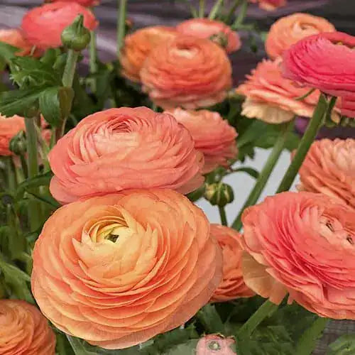 Ranunculus Half Clone Lisa