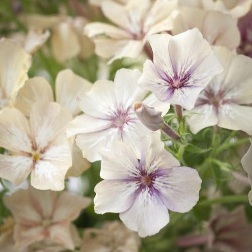 Phlox