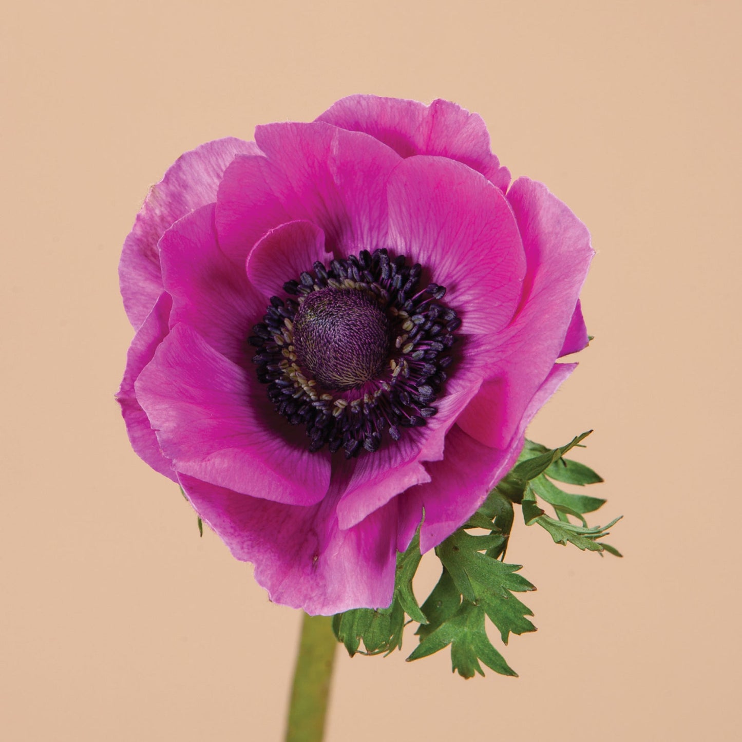 Anemone Pink