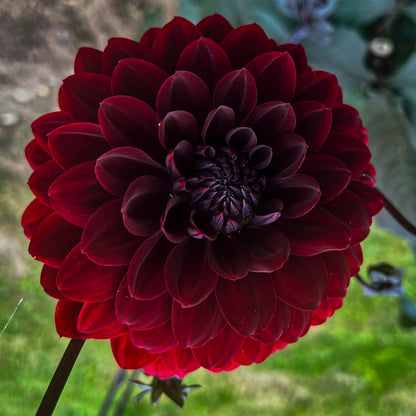 Dahlias - Decorative Varieties
