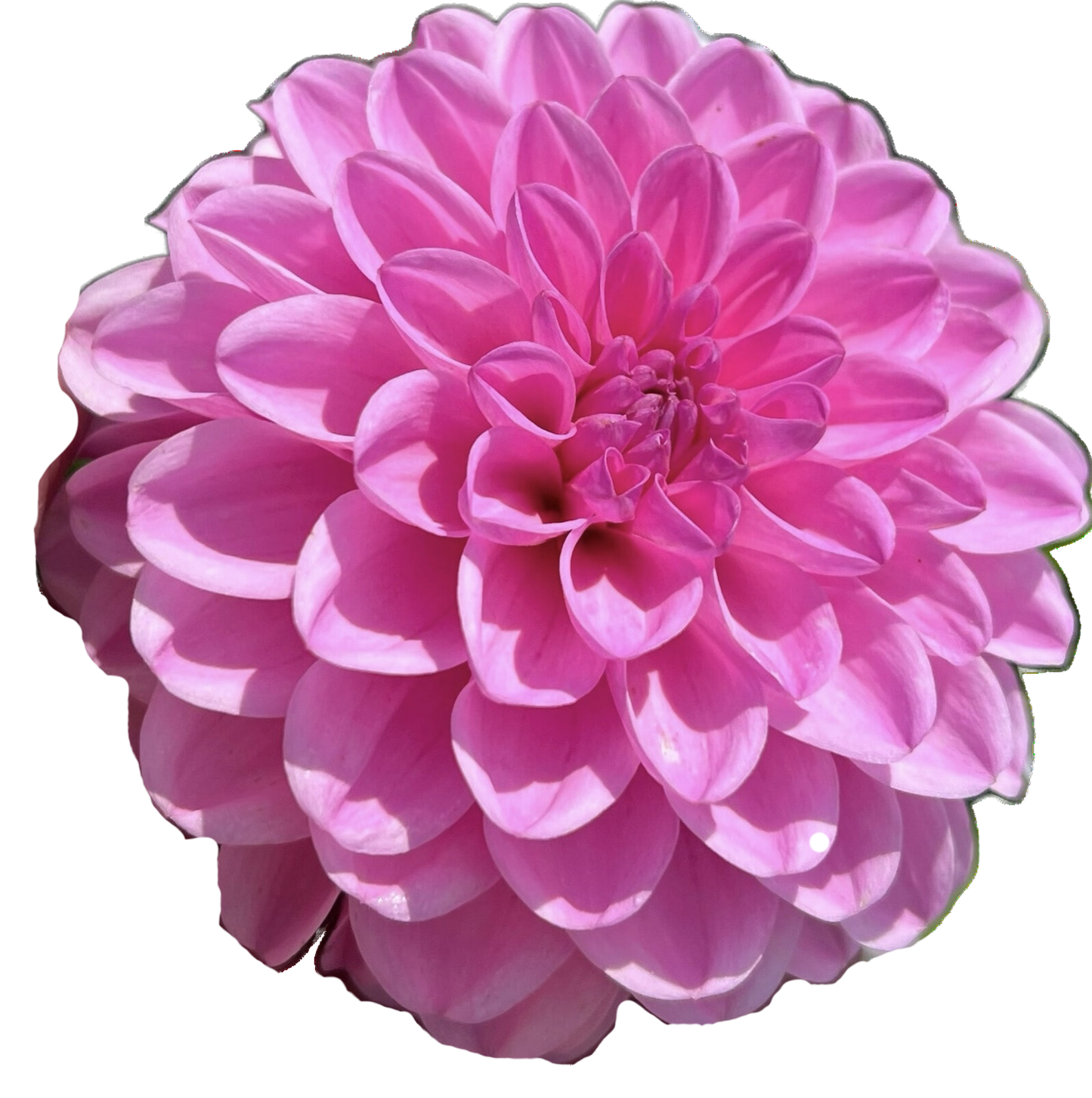 Dahlia Pink Pop *NEW*