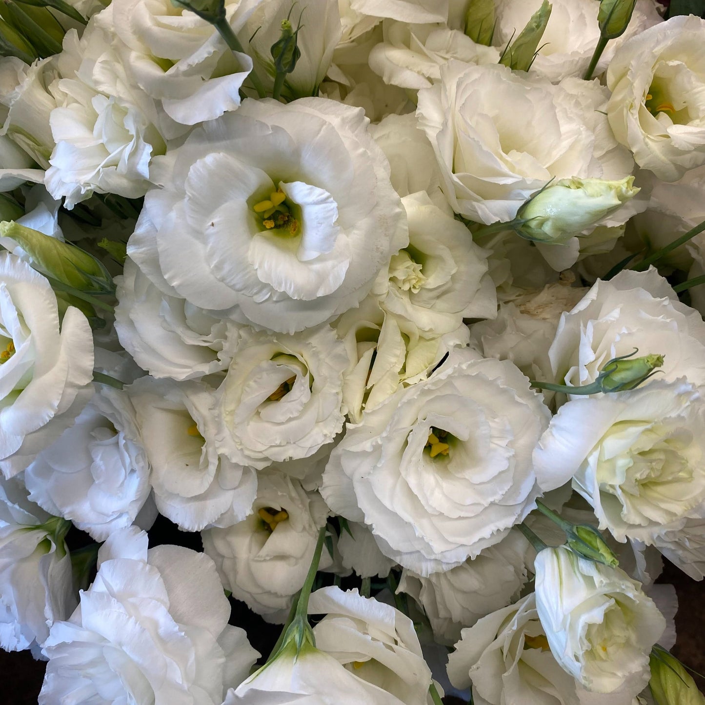 Lisianthus Arena 4 White