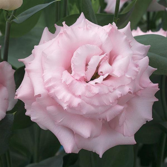 Lisianthus Corelli 2 Pink