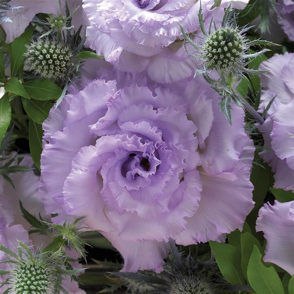 Lisianthus Corelli Sugoi 1 Lavender Ice