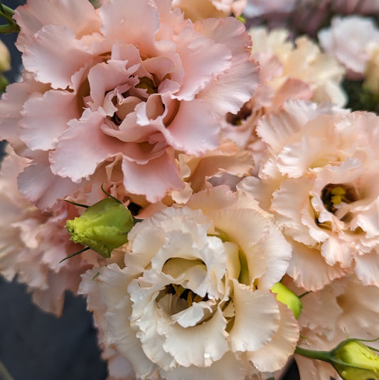 Lisianthus Voyage 2 Apricot