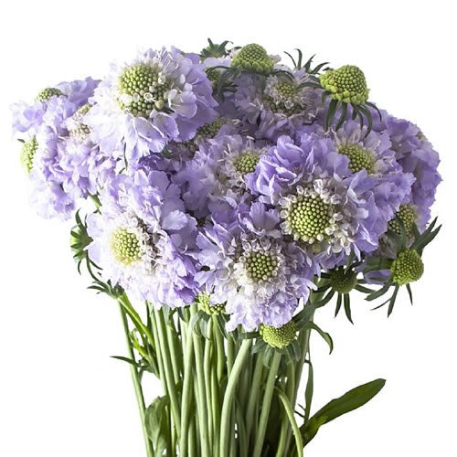 Scabiosa Scoop™ Lavender