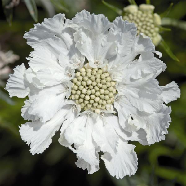 Scabiosa Fama White