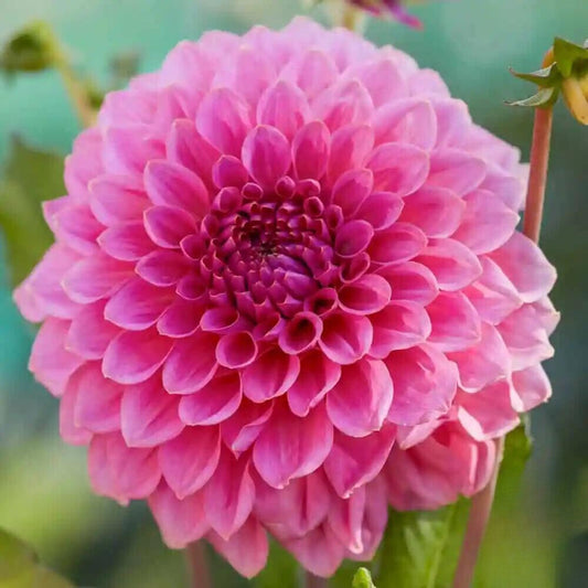 Dahlia Caravaggio *NEW*