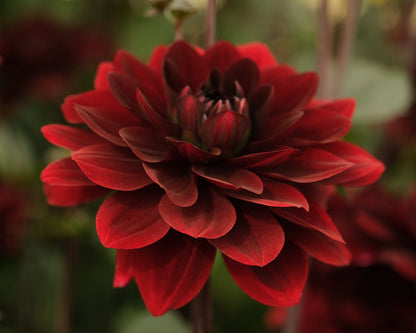 Dahlias - Water Lily Varieties