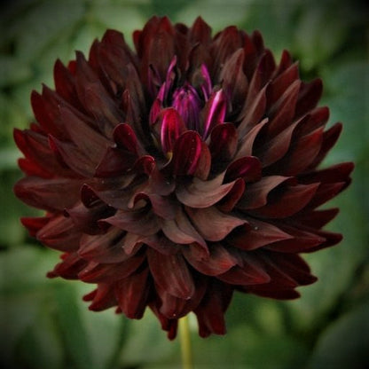 Dahlias - Decorative Varieties