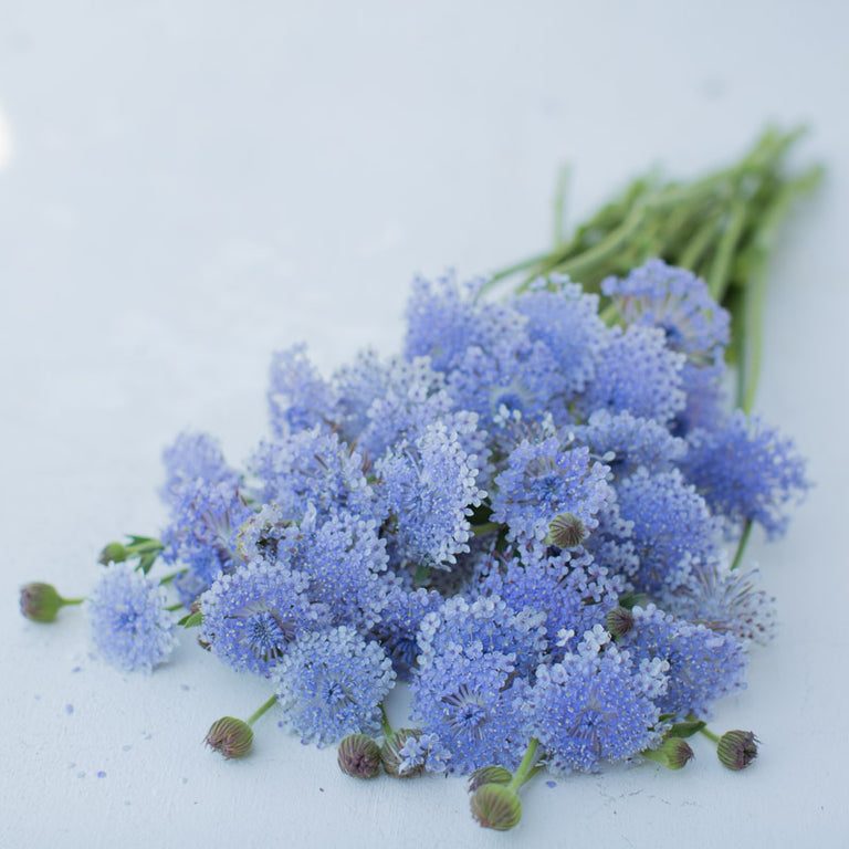 Didiscus Lace Flower