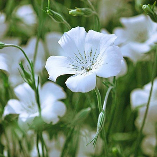 Agrostemma