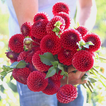 Dahlias - Ball Varieties