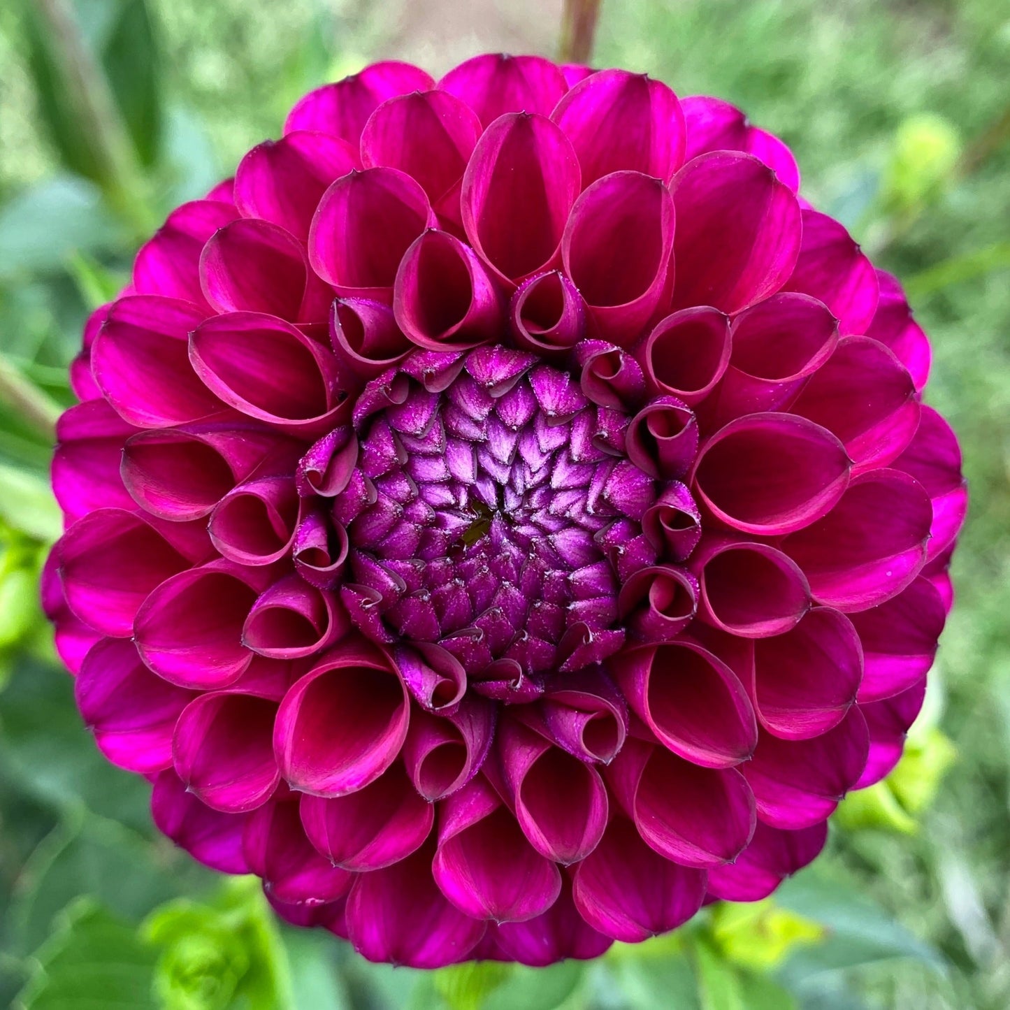 Dahlias - Ball Varieties