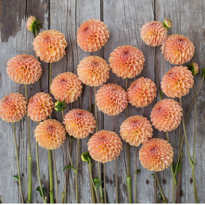 Dahlias - Ball Varieties