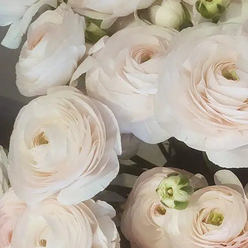 Ranunculus Clone Eglantine