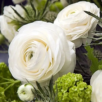 Ranunculus Half Clone Iceberg